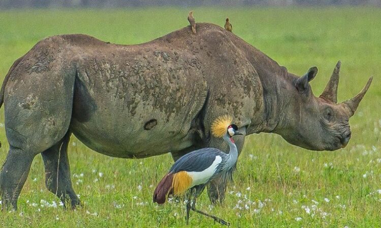 Tanzania safari