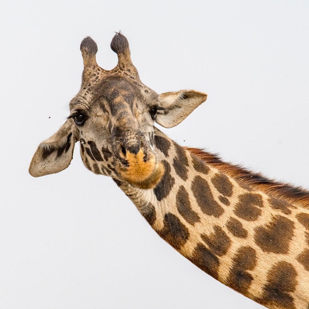 Tanzania safari