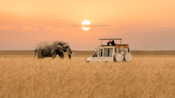 13 DAYS PREMIUM TANZANIA SAFARI AND TROPICAL ZANZIBAR GETAWAY