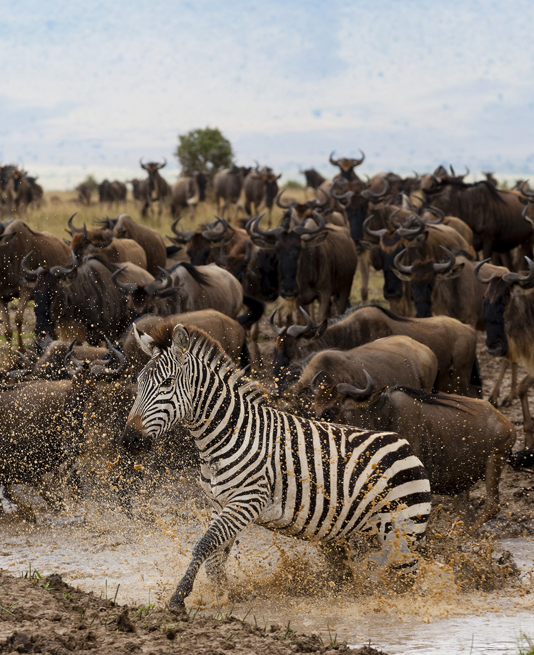Tanzania safari