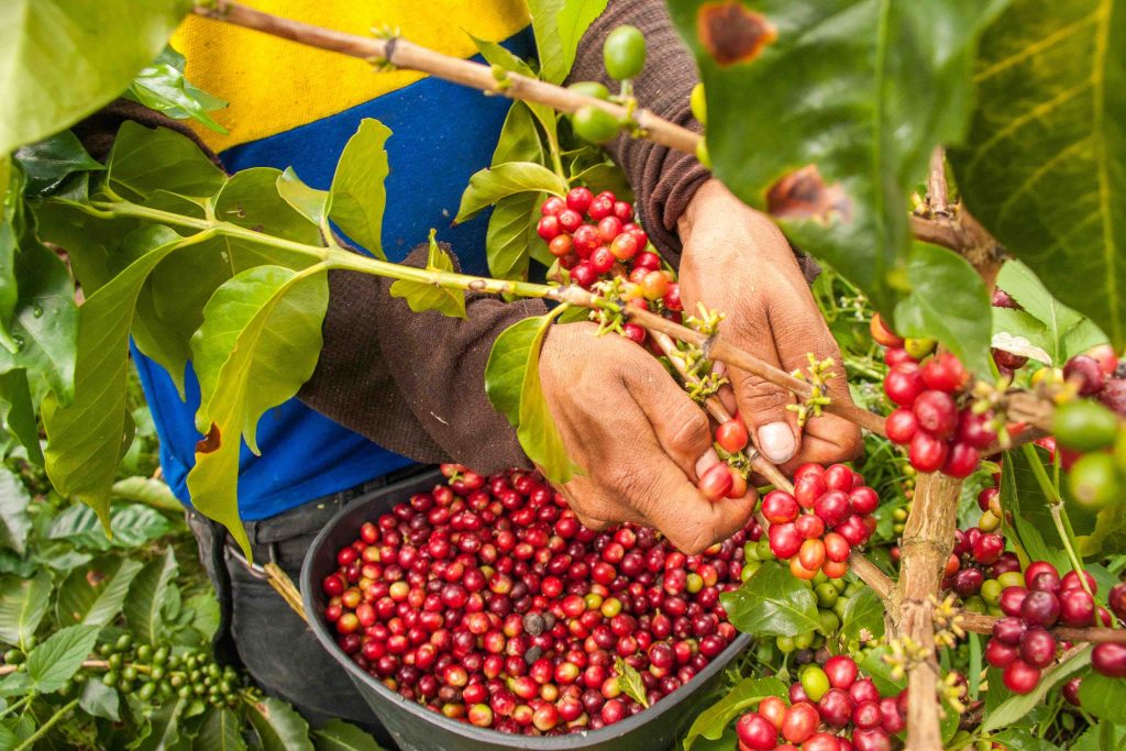 TANZANIA COFFEE TOUR &ndash; IMMERSIVE FARM TO CUP EXPERIENCE