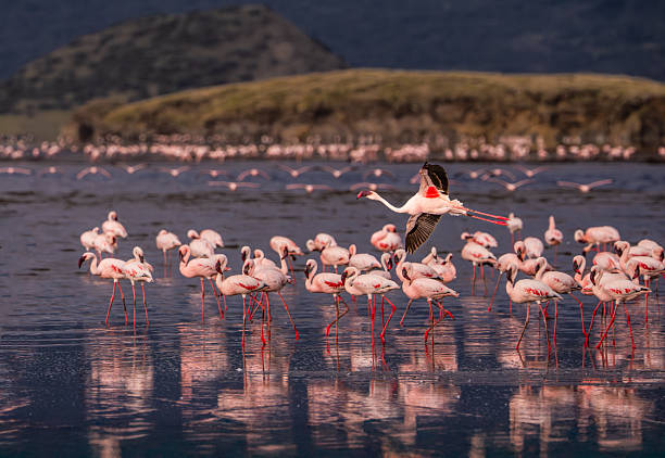 LAKE NATRON DAY TRIP &ndash; DISCOVER TANZANIA&rsquo;S OTHERWORLDLY LANDSCAPES
