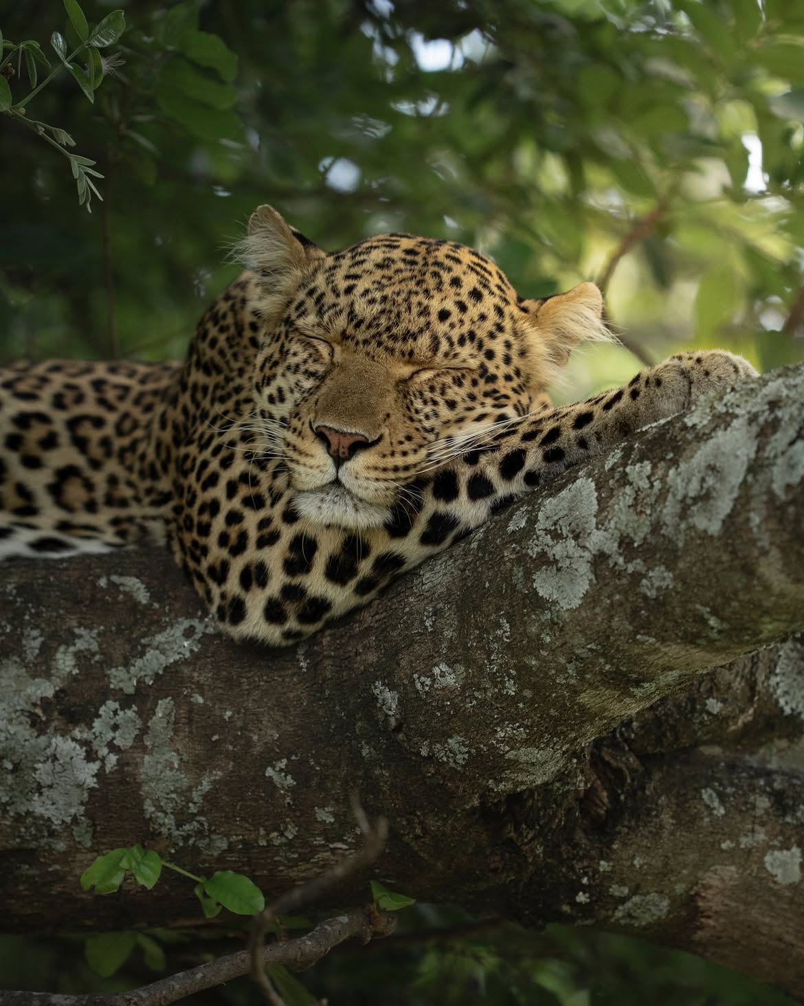 11 Day Safari & Kilimanjaro Trekking Adventure  Wildlife & Mountain Experience
