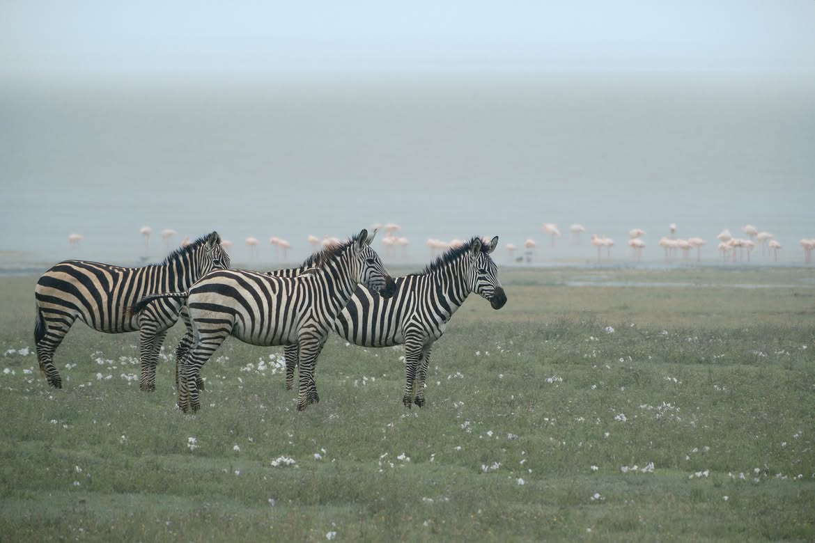 10 Day Luxury Safari & Zanzibar Beach Escape | Wildlife, Island & Romantic Adventure